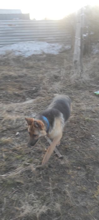 Сабака неметскии опчарка