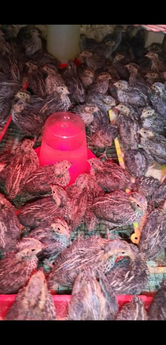 Pui de prepeliță japoneză