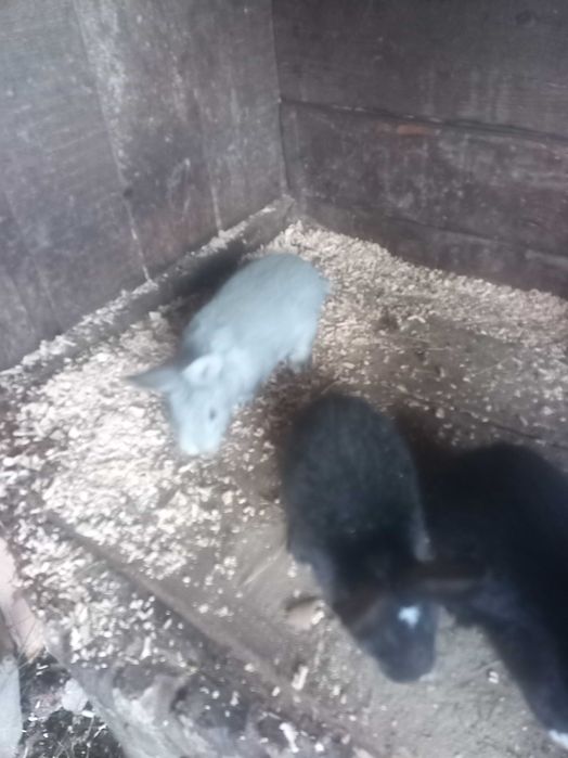 Iepuri belgieni de vanzre