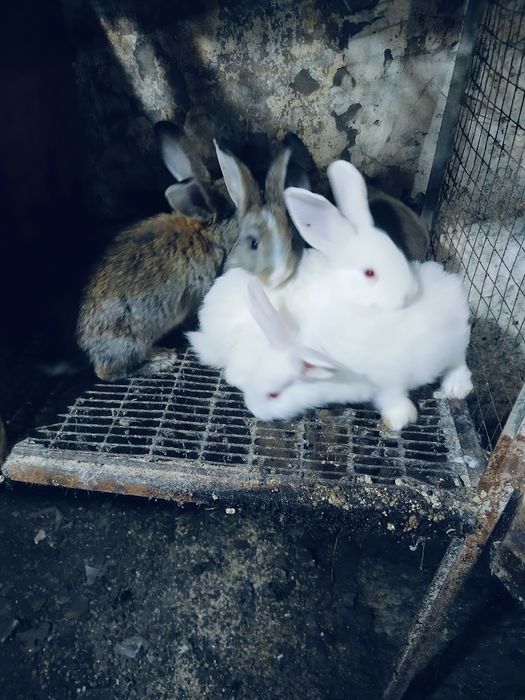 Продам крольчат смешанные
