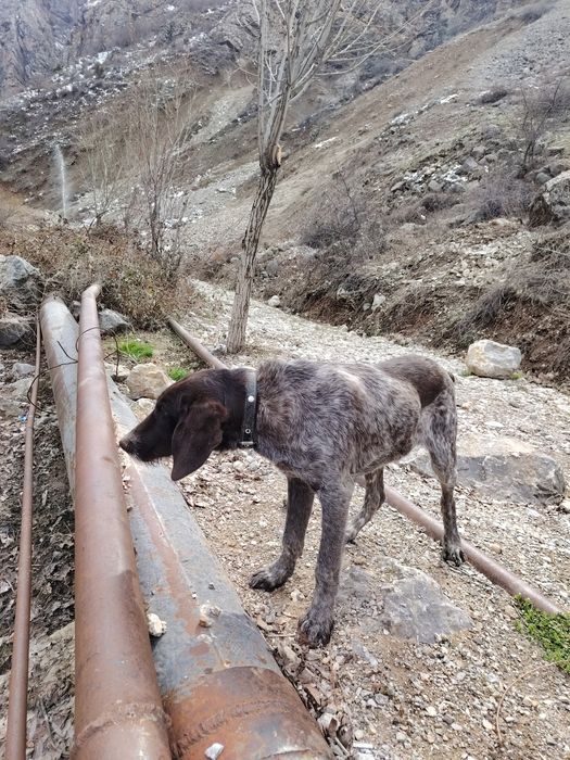 Дратхаар сотилади