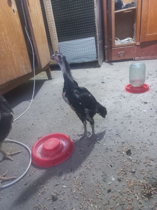 Sotiladi toza qonla zoti toza