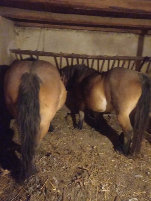 Vând doua iepe de 5 și 7 ani