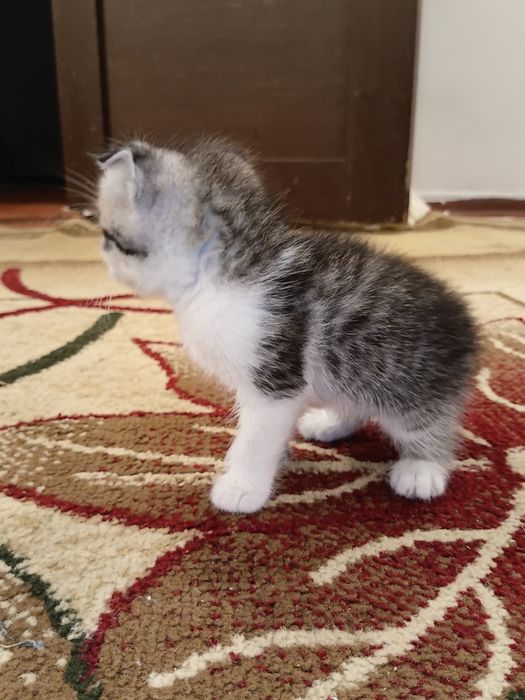Шатланскей кошка