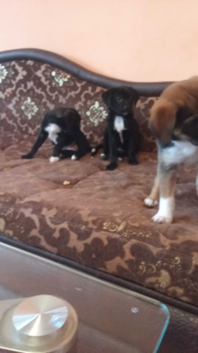 Подарявам кученца