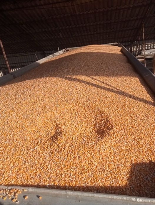 Porumb uscat productie nou cu transport la domiciliu in toata tara