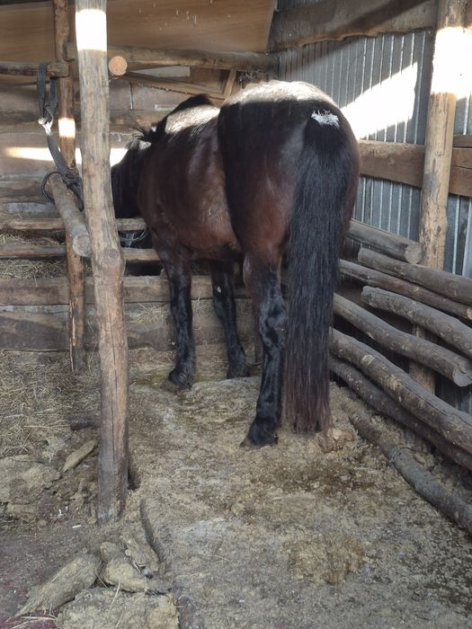 Продам лошадь жирный