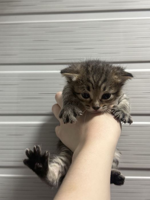 Котята бесплатно
