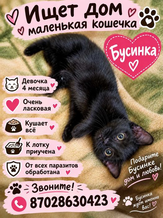 Степногорск. Котенок ищет дом.