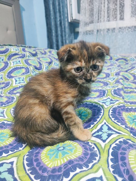 Продаются котята