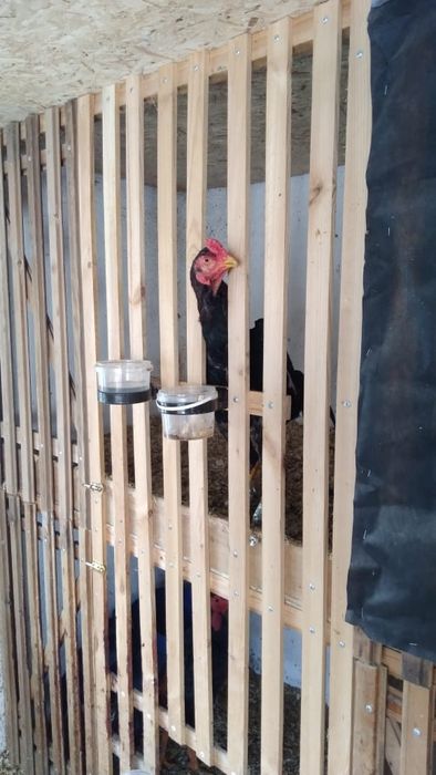 Бойцовский Петухи