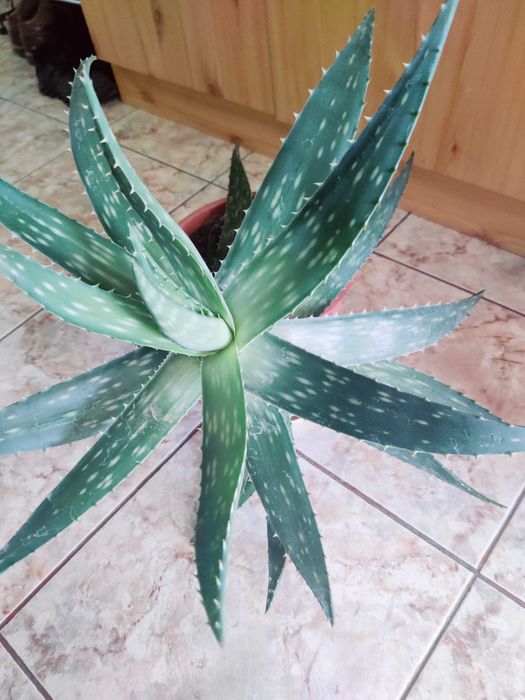Aloe Barbadensis, plantă deosebită