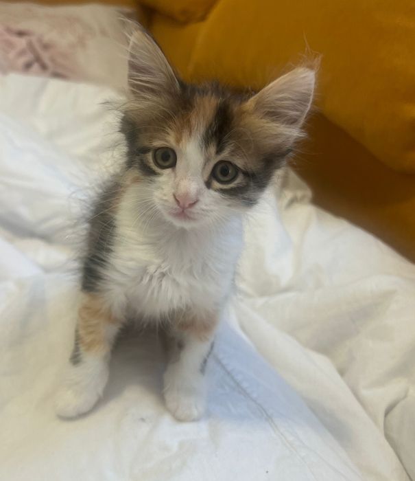 Подарявам котенца турска ангора