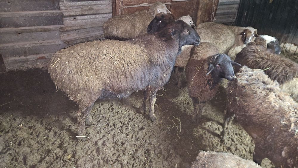 Қошқар сатылады.