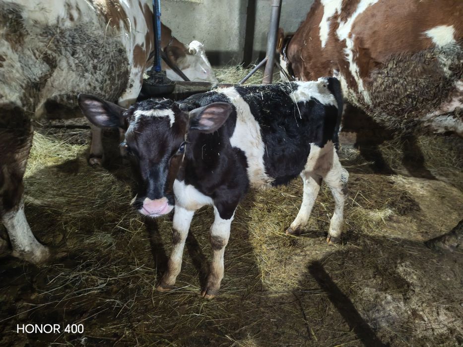 De vanzare Taurasi 90-95 kg