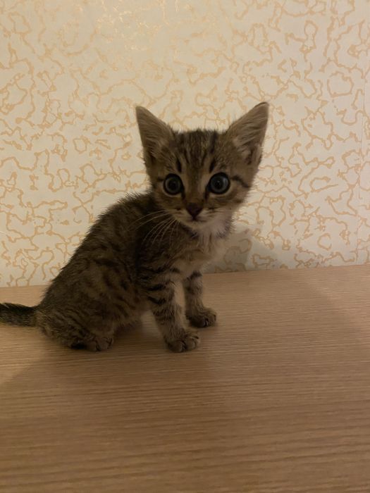 Отдам котенка в добрые руки