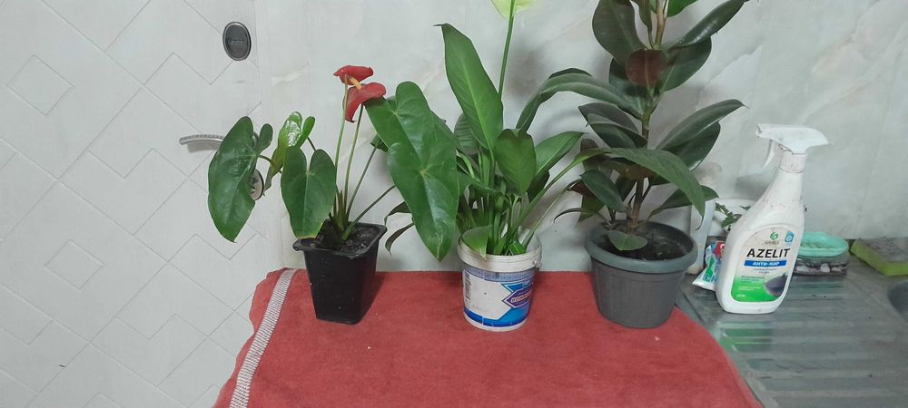 Цветы домашние ,женское счастье