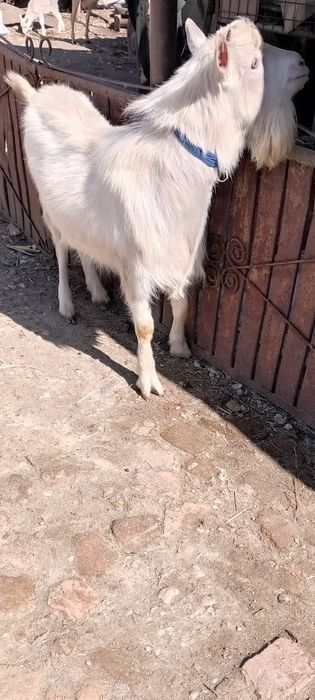 Țăpișor de vânzare