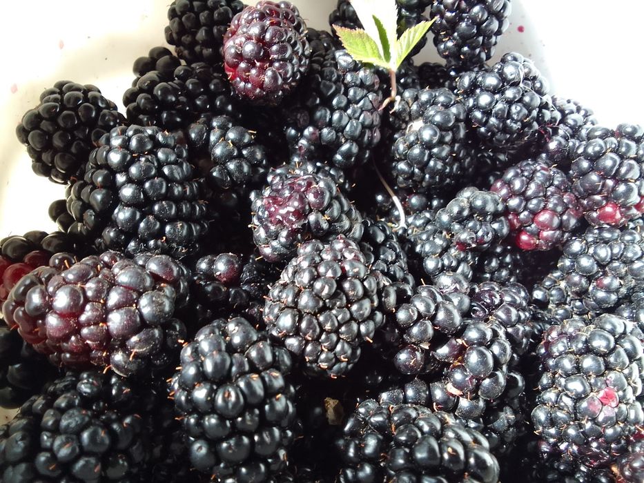 Саженцы ежевики Гигант