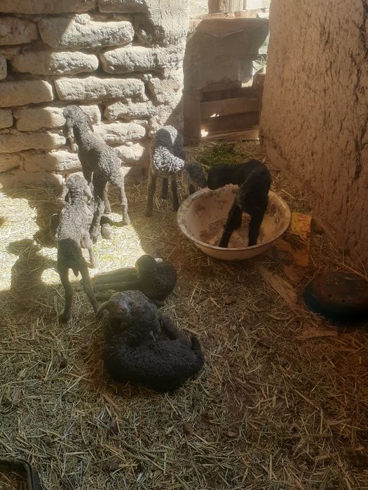 Chorva qo'ylari sotiladi