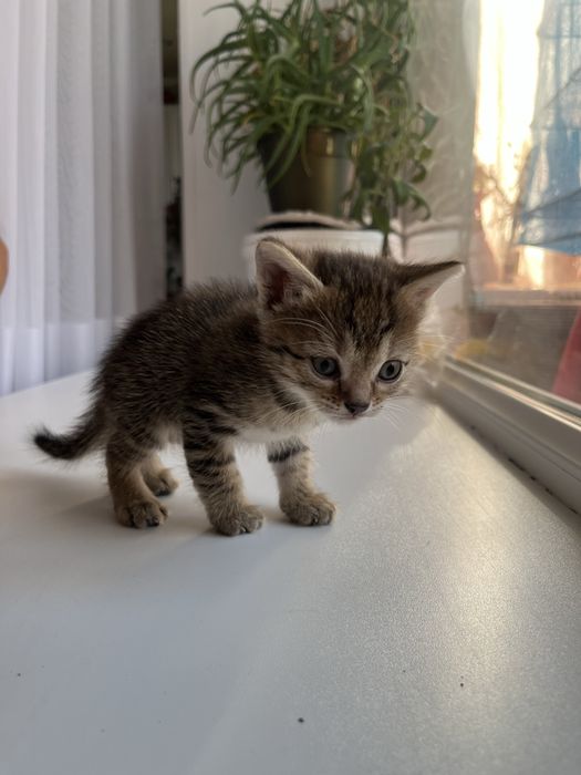 Отдам котят в хорошие руки