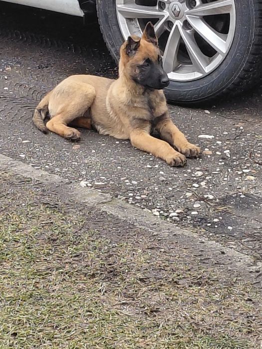 Ciobanesc malinois
