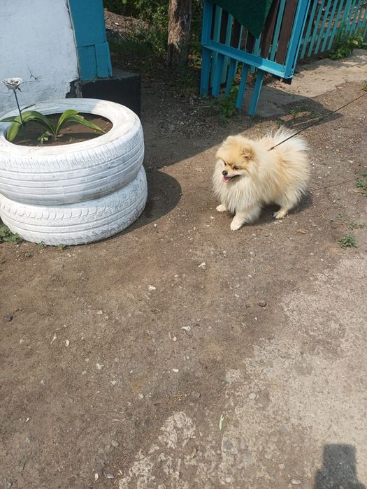 Кобель на вязку , опытный