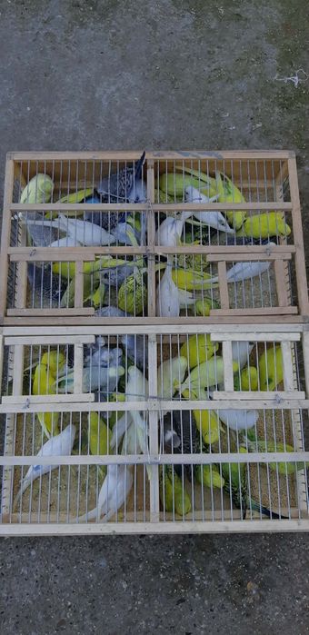 Tineret perusi din 2025 și 2026