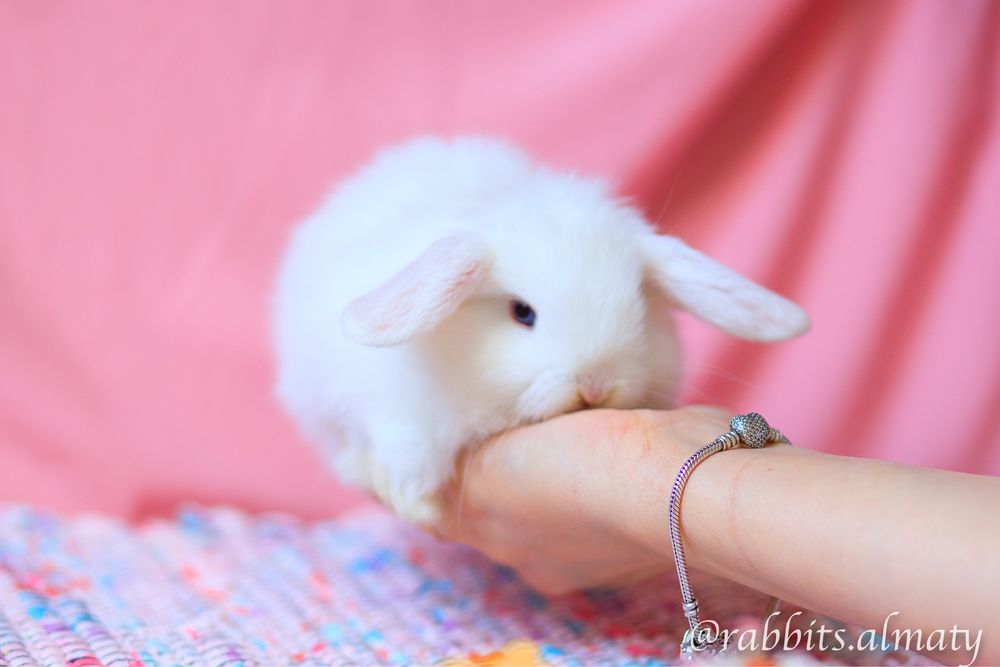 Белые карликовые кролики