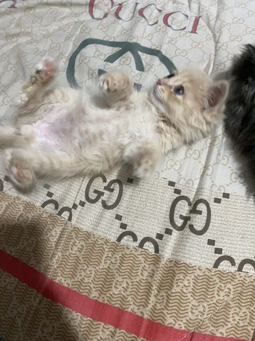 Котята шиншилы 2 шт серый и рыжий и черный катенок маякуна