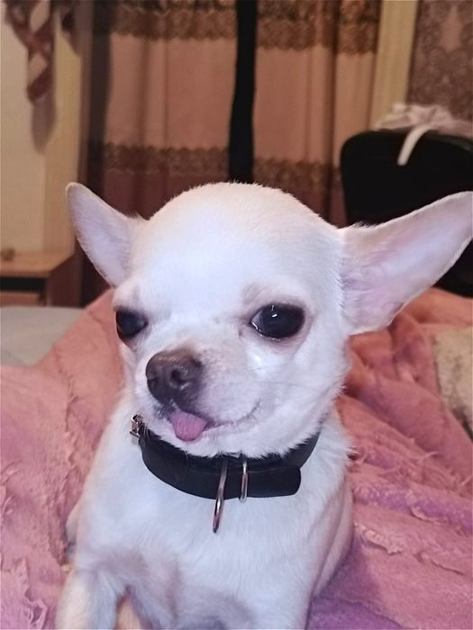 Кобель чихуахуа для вязки