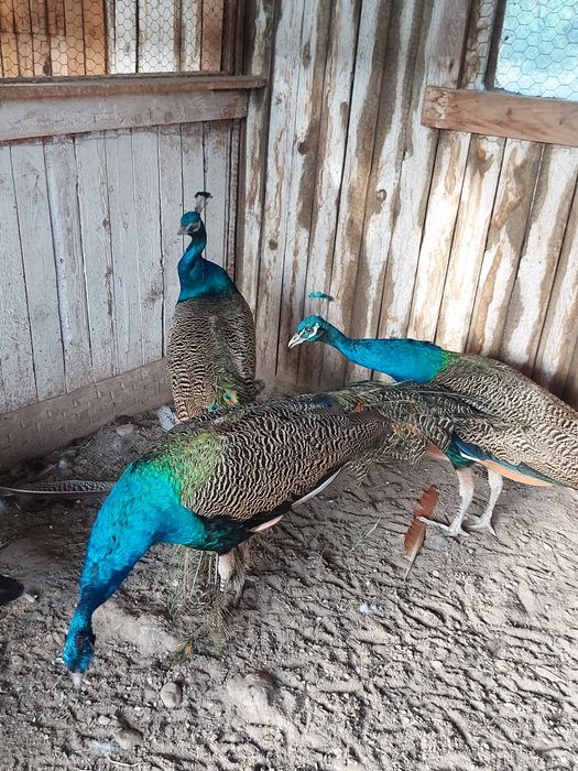 Vând Păuni Masculi