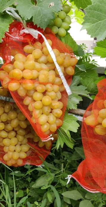 Саженцы винограда