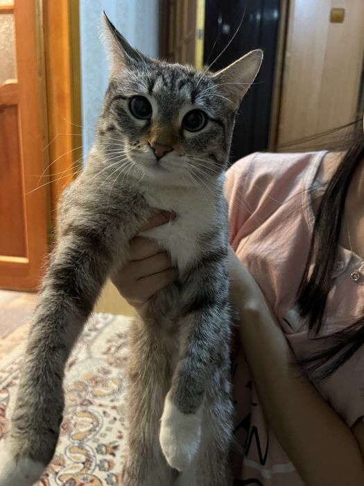 продаю кошку девочку