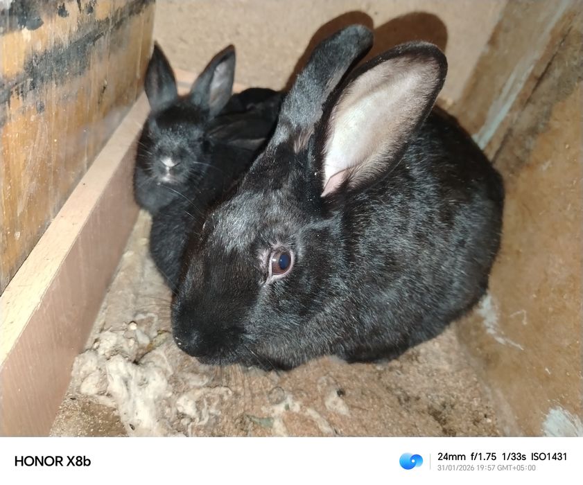 Quyonlar sotiladi onasi va bolalari bilan