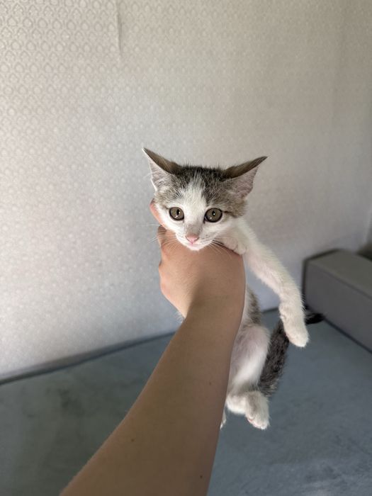 Отдам в заботлтвые руки