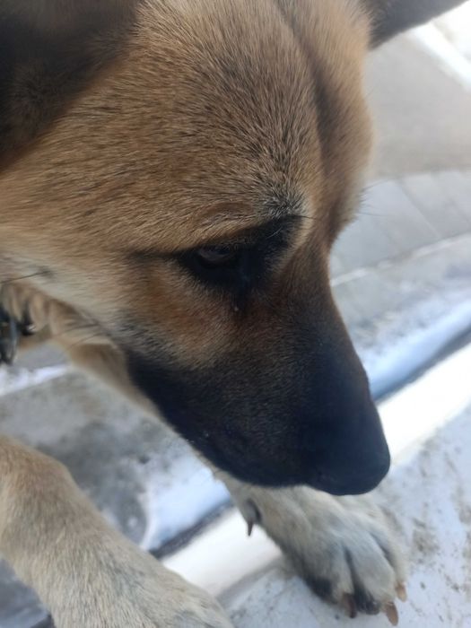 Тегін 2 жасар овчарка бар. Адрес Форт Шевченко