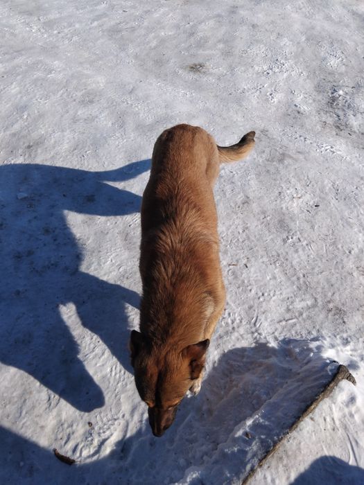 Отдам собачку,дворяшка