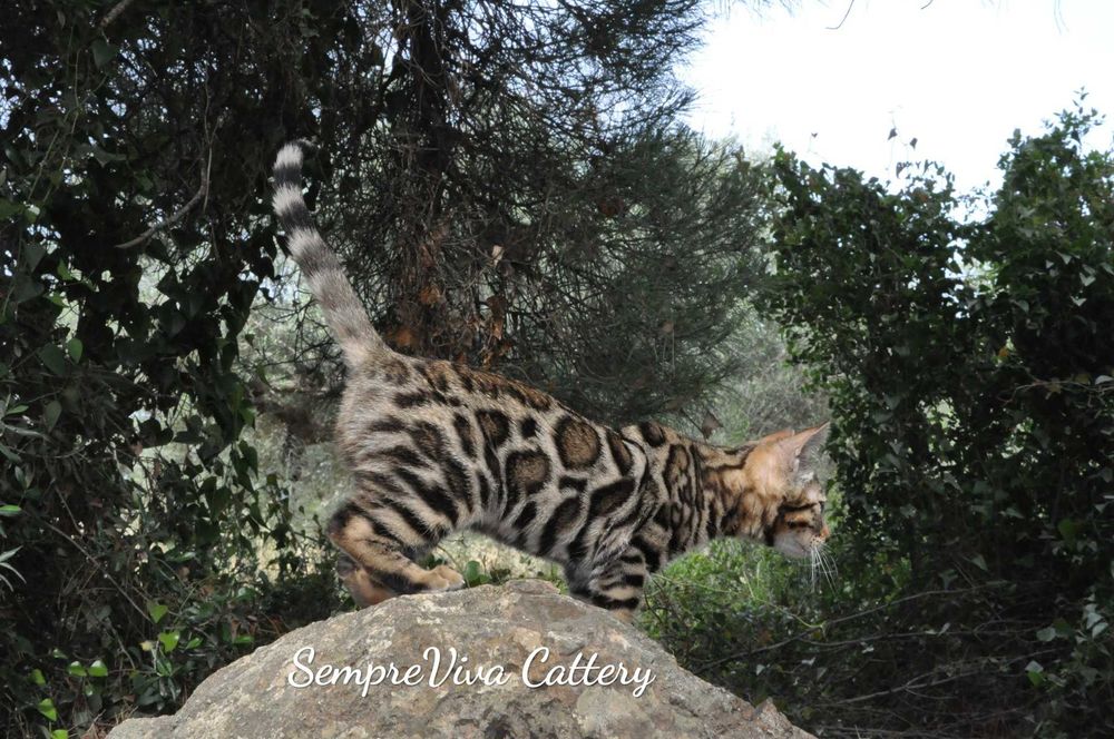 Бенгалска котка женска