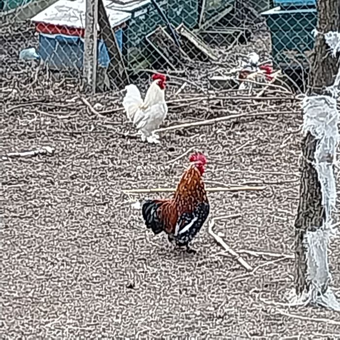 Găini americane și gâște Toulouse