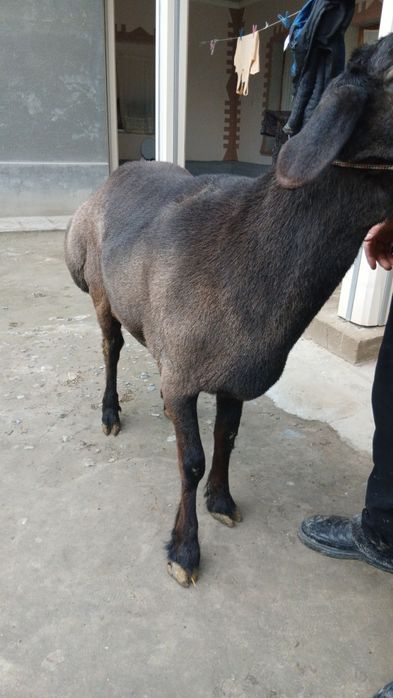 Urug'likga quchqor sotiladi