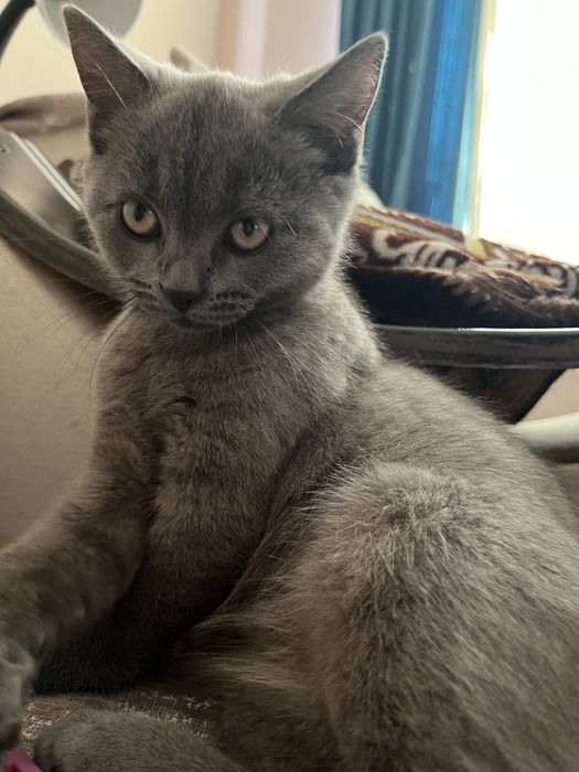 отдаю котенка, девочка