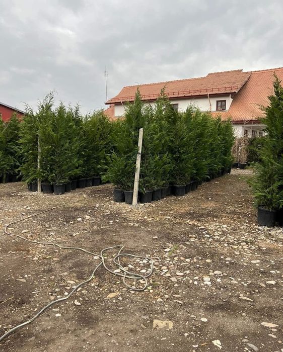 Cupressus leylandii 2.5m - 3m la ghiveci, super oferta