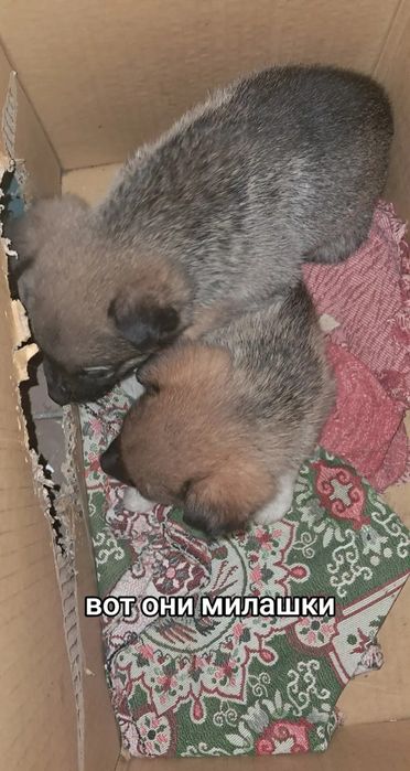 Возьмите пожалуйста щенят