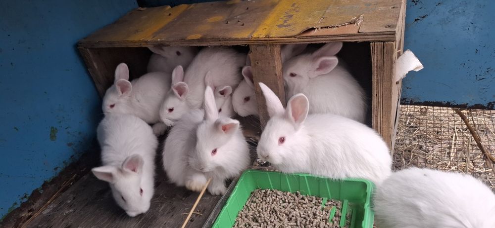 Продаются крольчата