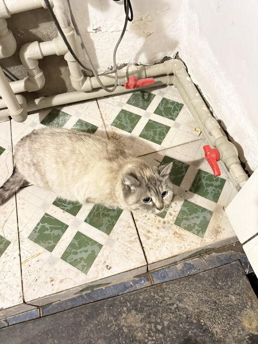 Кошка бесплатно