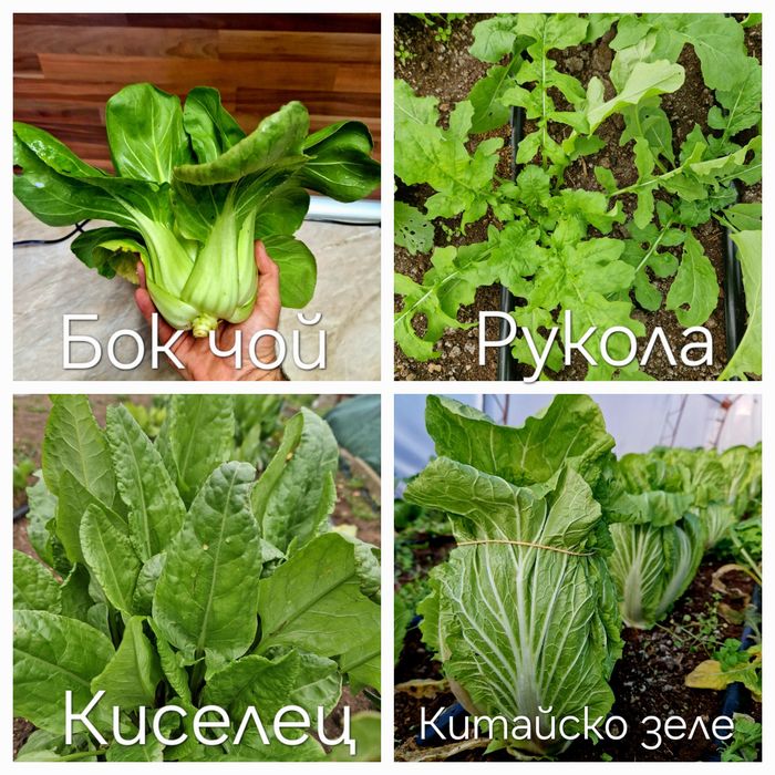 Семена стари сортове