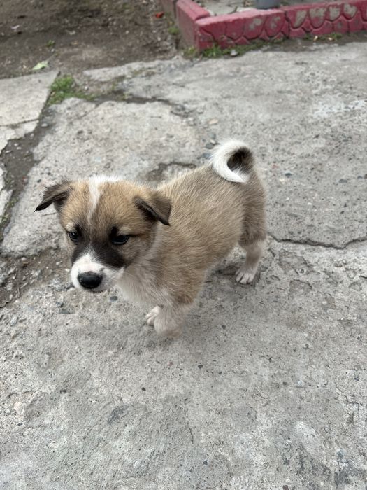 Продам щенят чистокровной лайки