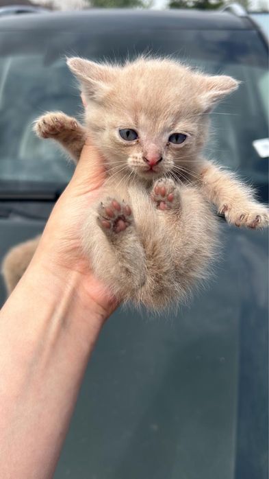 Отдам котят бесплатно!
