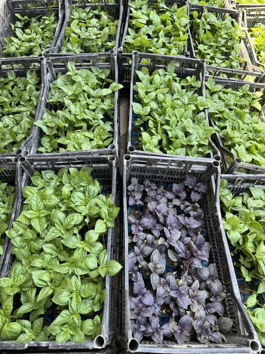 Rayxon ko’chatlari bor